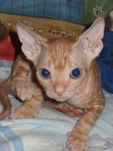 Котята донского сфинкса фото.